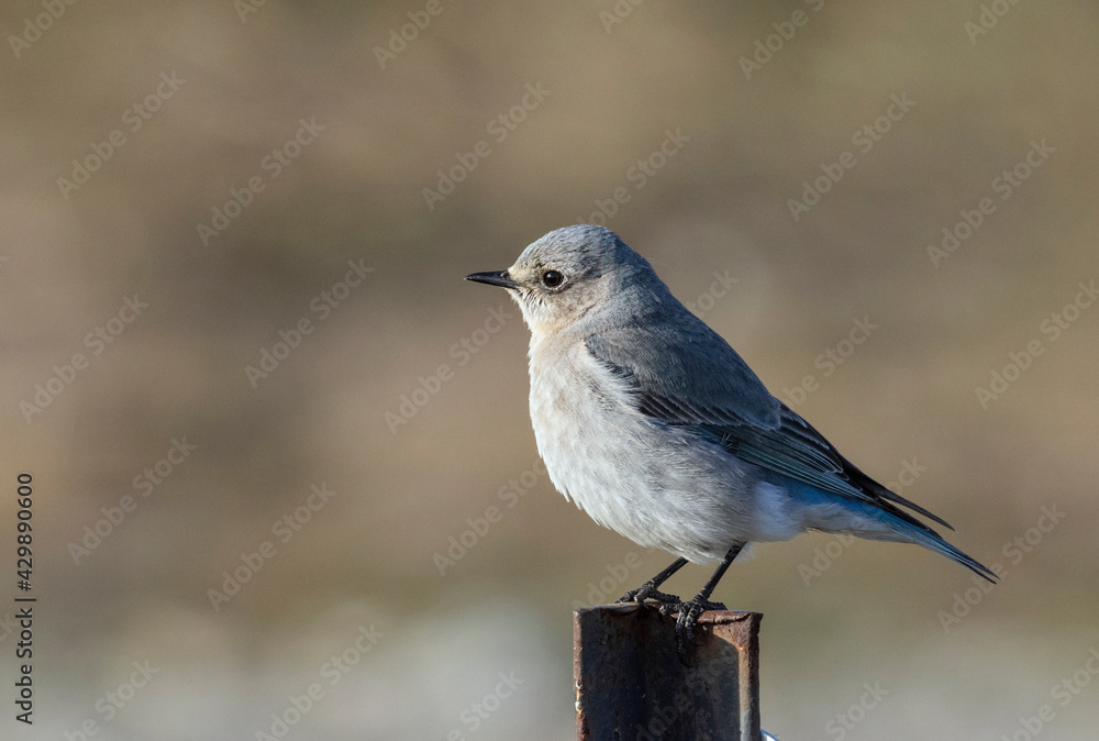 Female Mountain bluebird Female Mountain bluebird