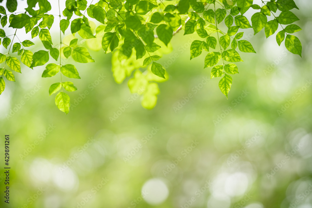 Beautiful nature view green leaf on blurred greenery background under sunlight with bokeh and copy space using as background natural plants landscape, ecology wallpaper concept. Beautiful nature view green leaf on blurred greenery background under sunlight with bokeh and copy space using as background natural plants landscape, ecology wallpaper concept.