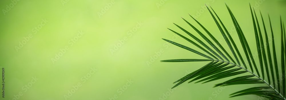 Closeup of beautiful nature view green leaf on blurred greenery background in garden with copy space using as background cover page concept. Closeup of beautiful nature view green leaf on blurred greenery background in garden with copy space using as background cover page concept.
