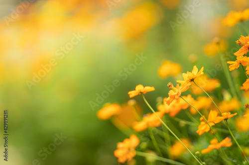 Fototapeta Naklejka Na Ścianę i Meble -  Closeup of orange Cosmos flower under sunlight with copy space using as background natural plants landscape, ecology wallpaper page concept.