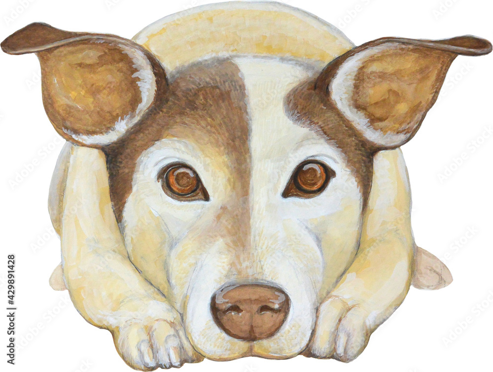 Cute Little Corgi Drewing Illustration Dog コーギー 犬 仔犬 手描き イラスト かわいい Stock Illustration Adobe Stock
