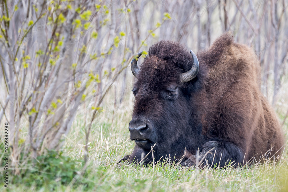 A close portrait of American Bison during spring time A close portrait of American Bison during spring time