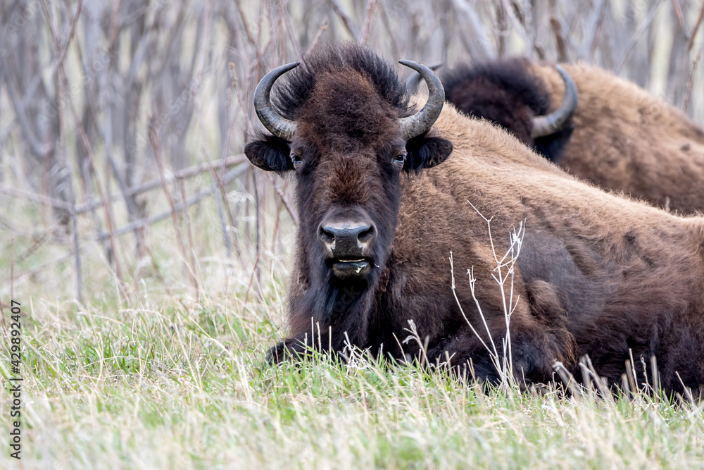 A close portrait of American Bison during spring time A close portrait of American Bison during spring time