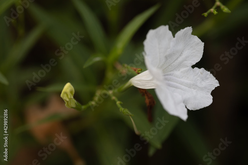 Focus the beautiful of White Ruellia simplex flower