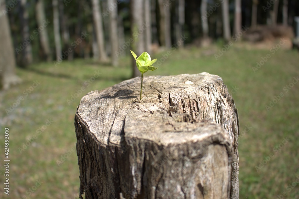Obraz premium stump in the forest