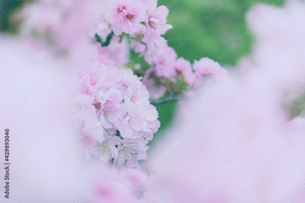Naklejka premium 桜