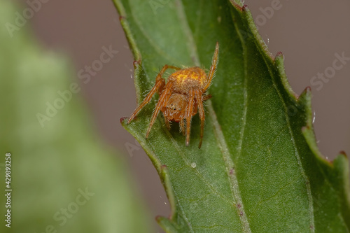 Typical Orbweaver Spider photo