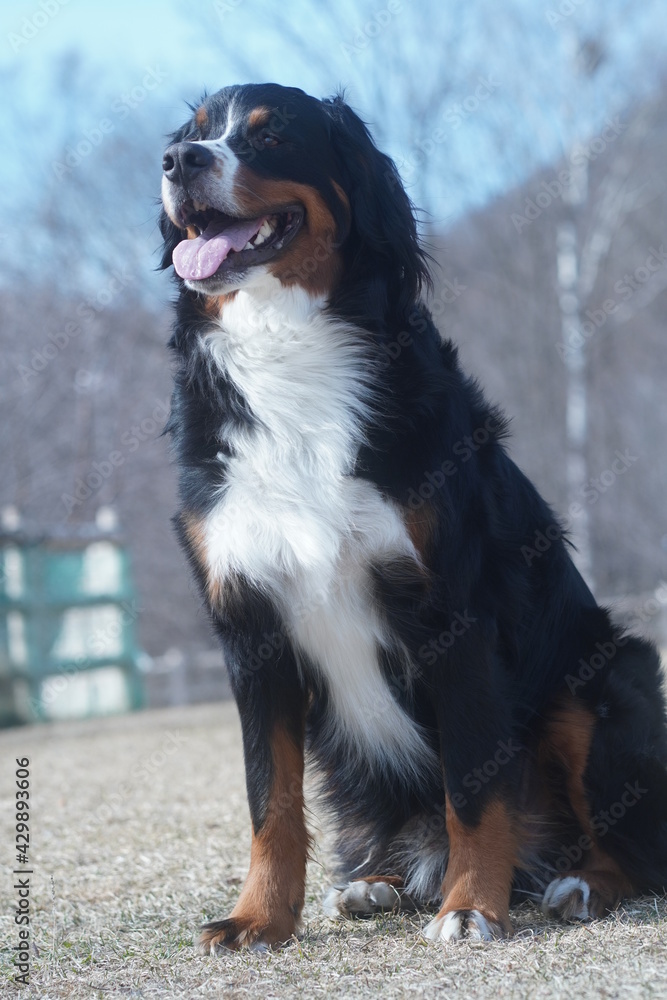 bernese mountain dog bernese mountain dog