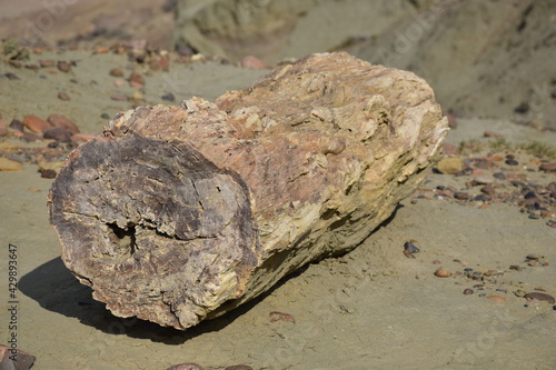 Arbol Petrificado 1 (Patagonia)