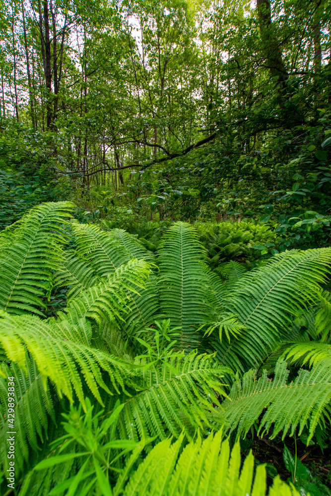 ferns in the forest ferns in the forest