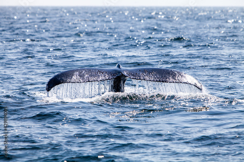 A Humpback Whale's Tail