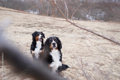Fototapeta Naklejka Na Ścianę i Meble -  bernese mountain dog
