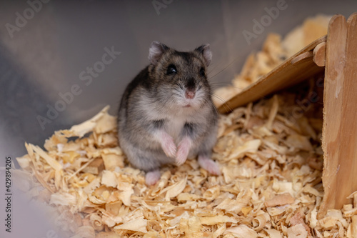 Campbell's dwarf hamster photo