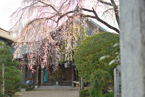 吉野山の中千本にある東南院 photo