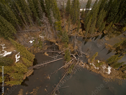 Ariel shot of forest and water