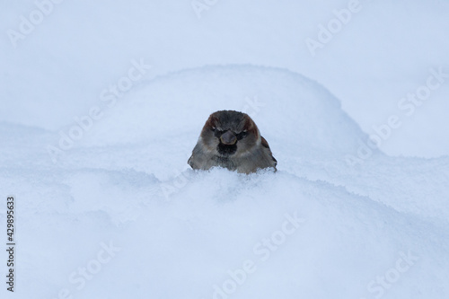 sparrow in snow