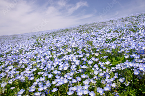 Nemophila in Hitachi Seaside Park  Ibaraki  Japan