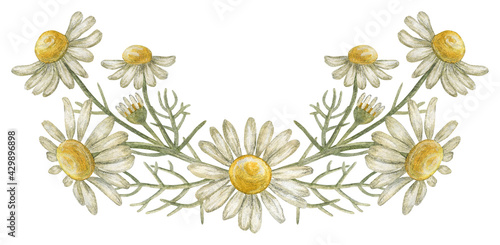 Isolated flower arrangement. A chamomile blossom. The print is used for packaging design  fabric. Watercolor illustration.