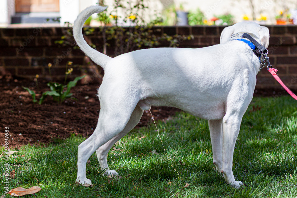 White big dog on leash is peeing on someone's garden lawn. Not only this is disrespectful and unsanitary with unpleasant odor, but also concentrated urine damages lawn creating burnt grass spots. White big dog on leash is peeing on someone's garden lawn. Not only this is disrespectful and unsanitary with unpleasant odor, but also concentrated urine damages lawn creating burnt grass spots.