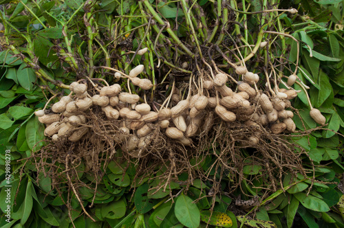 Fresh peanuts plants with roots plants harvest of peanut plants.