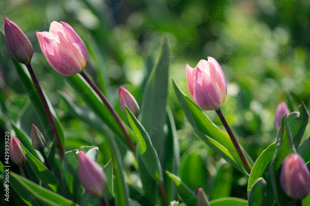 Beautiful Tulips on a sunny day in Spring Beautiful Tulips on a sunny day in Spring