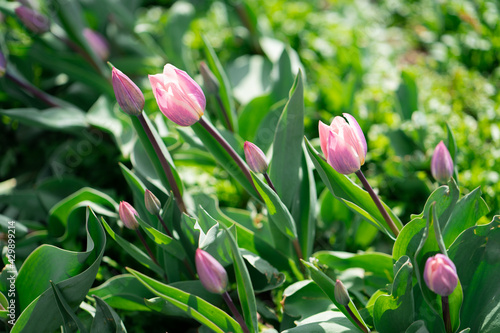 Beautiful Tulips on a sunny day in Spring