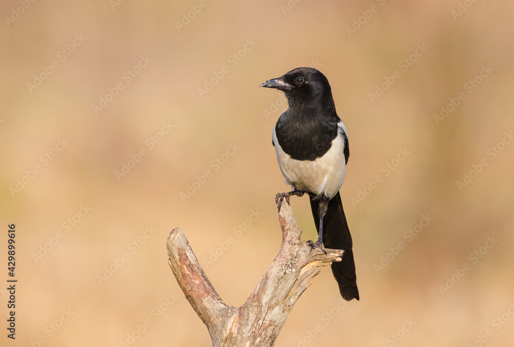 Common Magpie - Pica pica - at a wetland in spring Common Magpie - Pica pica - at a wetland in spring
