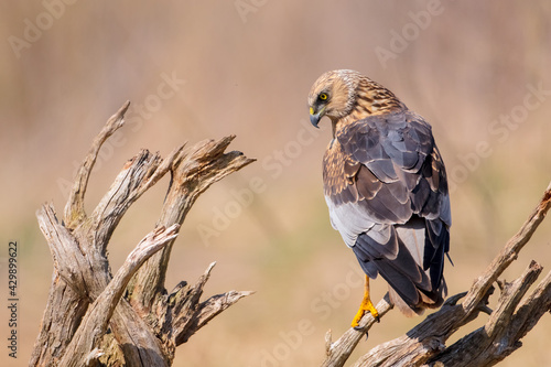 Obraz na płótnie Western marsh harrier - Circus aeruginosus - male bird in spring