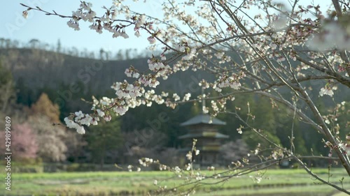 安久津八幡神社三重塔遠景