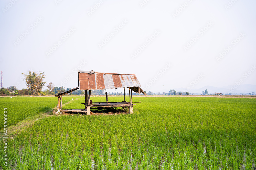 Green field of rice plant with water,Rice farming in northern Thailand,Rice fields, terraces, plantation, farm. An organic asian rice farm and agriculture. Young growing rice. Green field of rice plant with water,Rice farming in northern Thailand,Rice fields, terraces, plantation, farm. An organic asian rice farm and agriculture. Young growing rice.