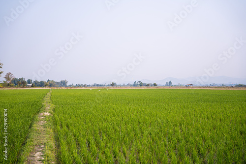 Green field of rice plant with water Rice farming in northern Thailand Rice fields  terraces  plantation  farm. An organic asian rice farm and agriculture. Young growing rice.