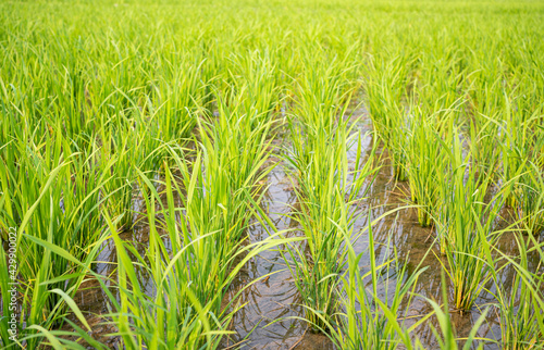 Green field of rice plant with water,Rice farming in northern Thailand,Rice fields, terraces, plantation, farm. An organic asian rice farm and agriculture. Young growing rice.