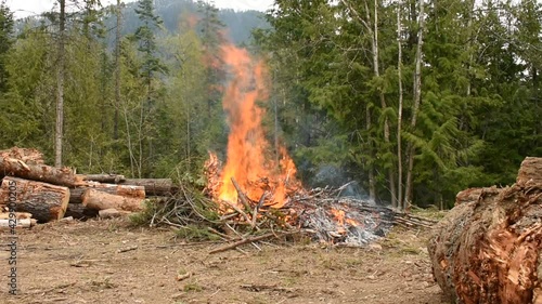 Controlled burning of brush pile photo