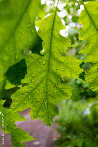 green leaves with water drops (Brandenburg, Germany)