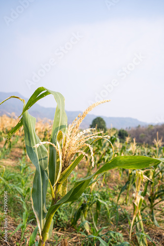 damage in agriculture with dried corn plants in corn field,Dehydrated Maize plants in the thailand during summer