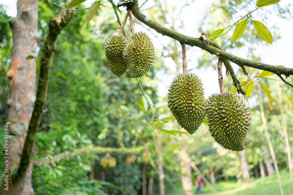 Close-up of the durian fruit hanging on the tree Close-up of the durian fruit hanging on the tree
