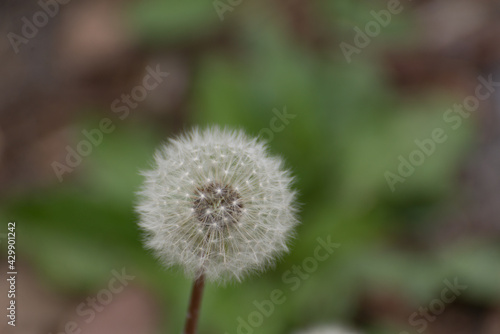 close up dandelion flower