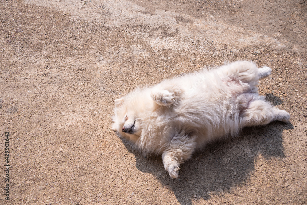 white Dog sunbathing on a cement floor ,resting, or sleeping under the bright. white Dog sunbathing on a cement floor ,resting, or sleeping under the bright.