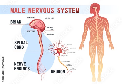 human nervous system educational scheme