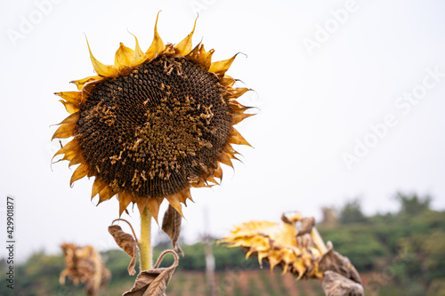 This is a dried sunflower,Withered Sunflowers Ripened Dry Sunflowers Ready for Harvesting,Big dry brown and dead sunflower. #429901877