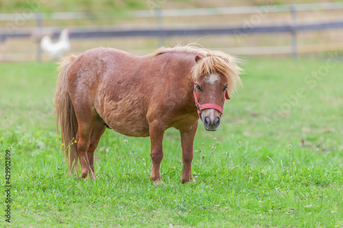 portrait of a chestnut shetland pony on a meadow