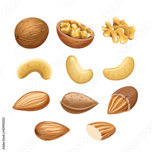 Vector set with cashew nuts, walnuts and almonds.