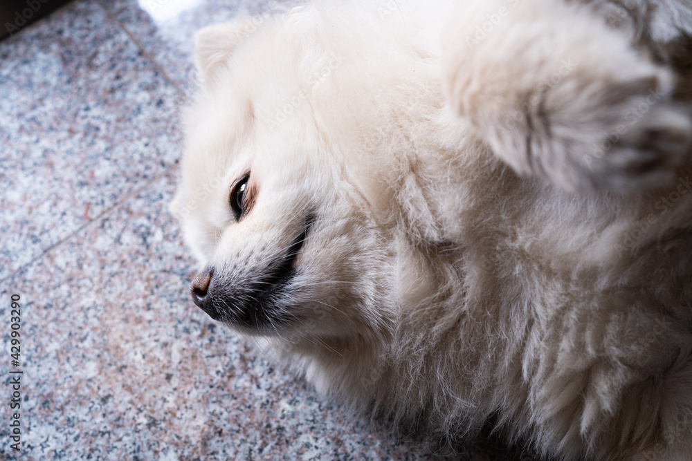 Fototapeta premium Fat puppies with white fur,white pomeranian puppy dog grooming short hair style, cute pet sleep in home.