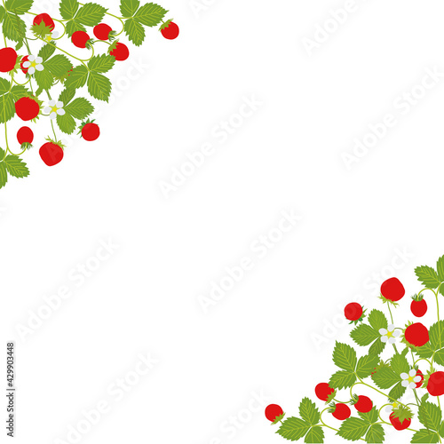 corner ornament  background. Strawberry, wild-strawberry. Vector illustration. Background design for juice, tea, bakery with berry filling, farmers market, grocery ,health care products. 
