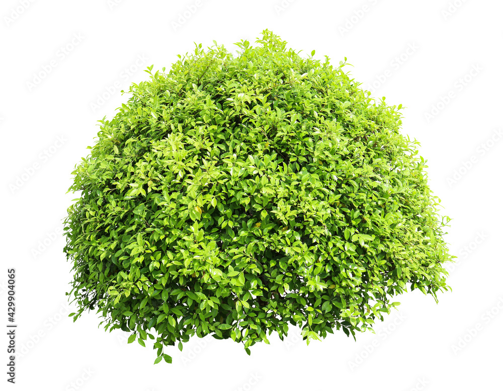 Tropical Flower shrub bush tree isolated plant with clipping path. Tropical Flower shrub bush tree isolated plant with clipping path.