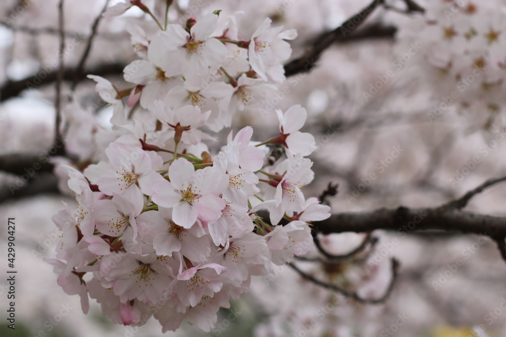 福島県郡山市の藤田川の満開の桜 福島県郡山市の藤田川の満開の桜