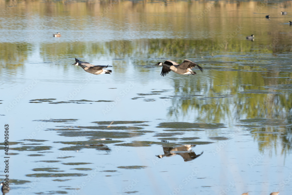 Let's Get outta here arcata marsh Let's Get outta here arcata marsh