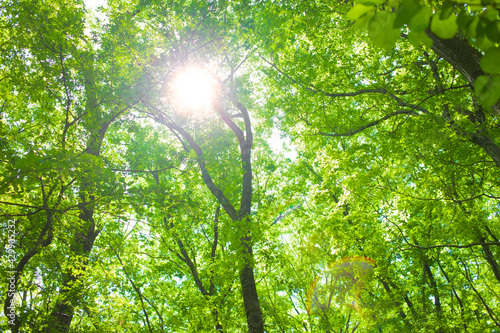 forest sunlight