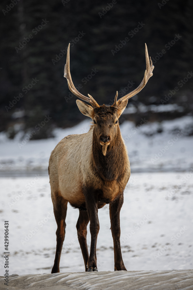 Elk Straight On Elk Straight On
