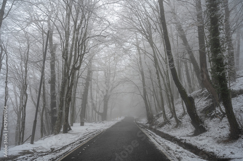 Foggy winter forest